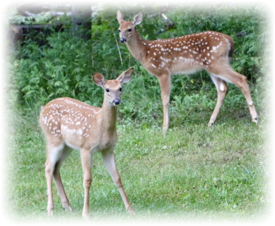 places to rent near Crystal Falls MI - nature views vacation rental Up North in Michigan