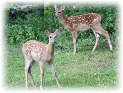 nature views vacation rental Up North in Michigan